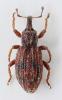 Orthochaetes insignis